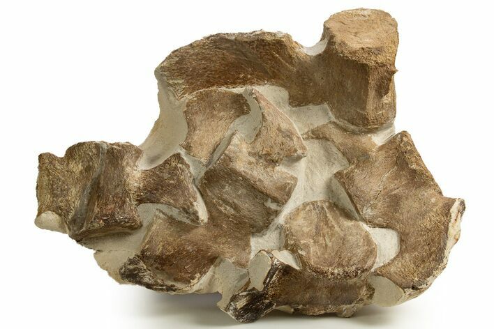 Fossil Plesiosaur (Thililua?) Vertebrae in Rock - Asfla, Morocco #328418